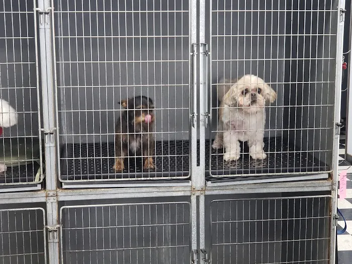 Small Animal Hospital 12