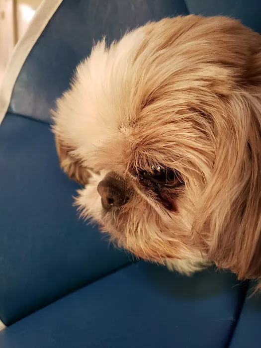 Small Animal Hospital: Fine Shavit DVM 12