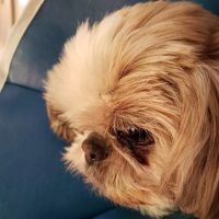 Small Animal Hospital: Fine Shavit DVM ico
