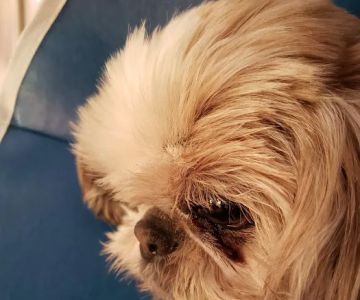 Small Animal Hospital: Fine Shavit DVM