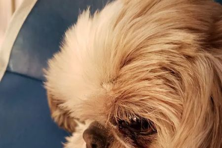 Small Animal Hospital: Fine Shavit DVM