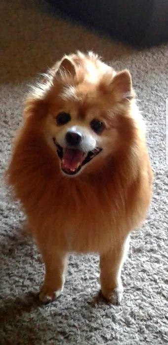Anacortes Animal Hospital 10