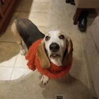 Anacortes Animal Hospital ico