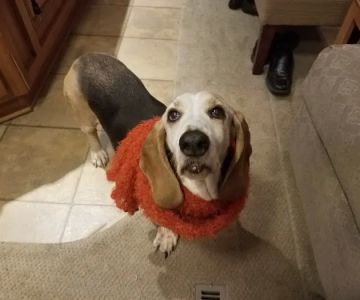 Anacortes Animal Hospital