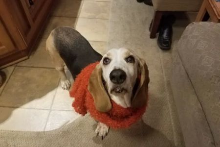 Anacortes Animal Hospital