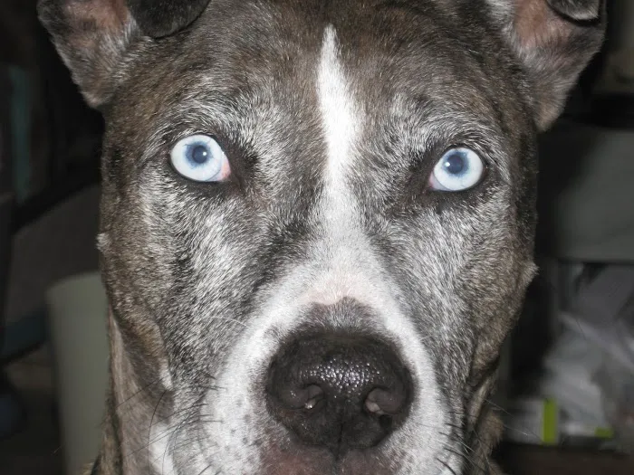 Anacortes Animal Hospital 8