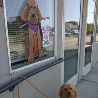 Whistle Veterinary Clinic ico