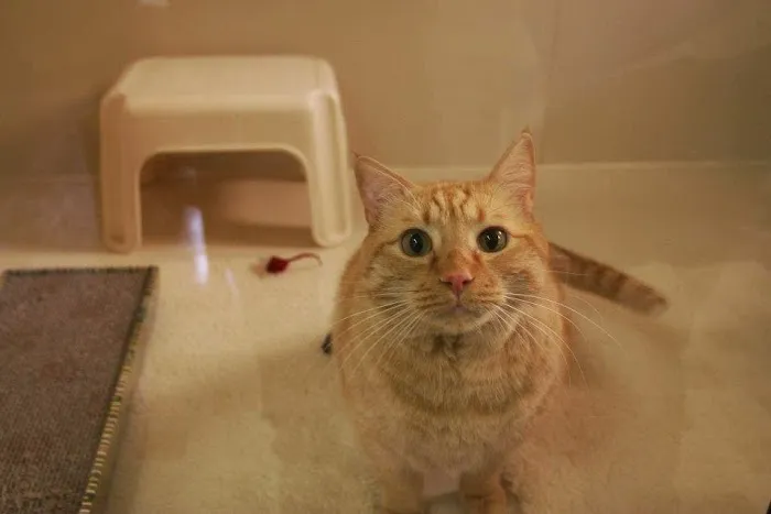 Cat Nap Inn, Cat Boarding, Bed and Breakfast Exclusively for Cats 2