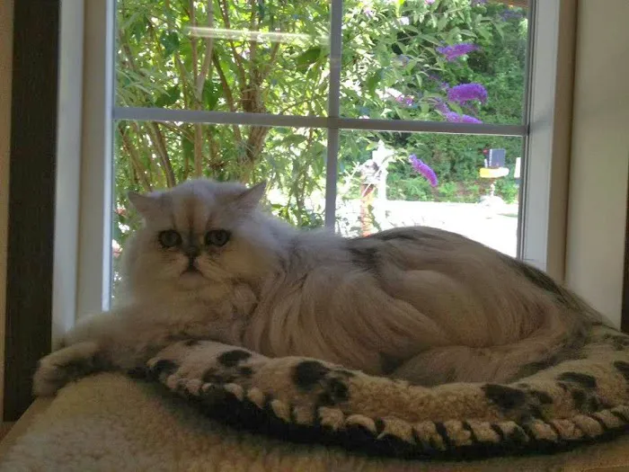 Cat Nap Inn, Cat Boarding, Bed and Breakfast Exclusively for Cats 10
