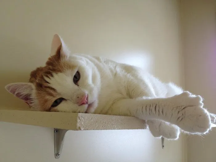 Cat Nap Inn, Cat Boarding, Bed and Breakfast Exclusively for Cats 6