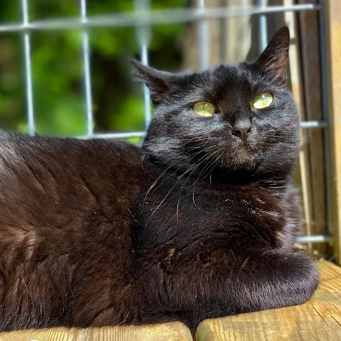 Cat Nap Inn, Cat Boarding, Bed and Breakfast Exclusively for Cats 3