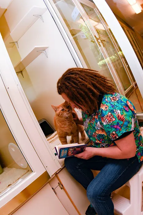 Cat Nap Inn, Cat Boarding, Bed and Breakfast Exclusively for Cats 5