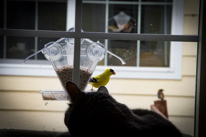Cat Nap Inn, Cat Boarding, Bed and Breakfast Exclusively for Cats 8
