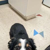 Fair Isle Animal Clinic PS ico