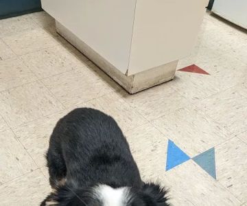 Fair Isle Animal Clinic PS