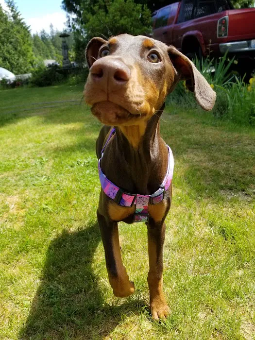Belltowne Veterinary Center 4