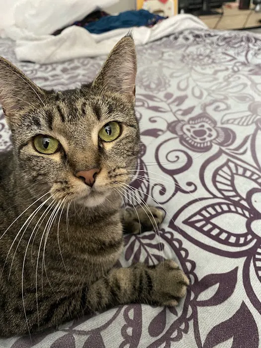 Belltowne Veterinary Center 3