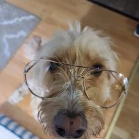 Belltowne Veterinary Center ico
