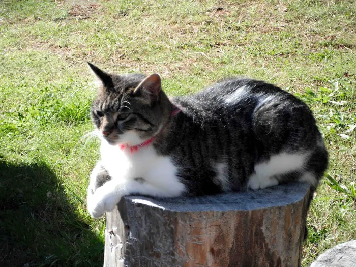 Belltowne Veterinary Center 9