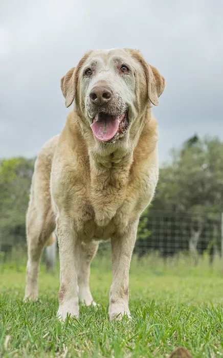 Oak Grove Veterinary clinic 12