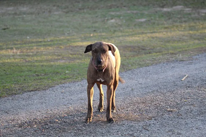 Marden Animal Clinic 4