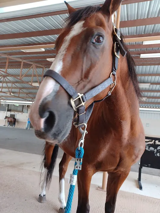 Texas Equine Hospital 2