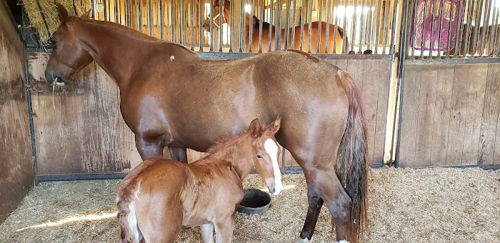 Texas Equine Hospital 5