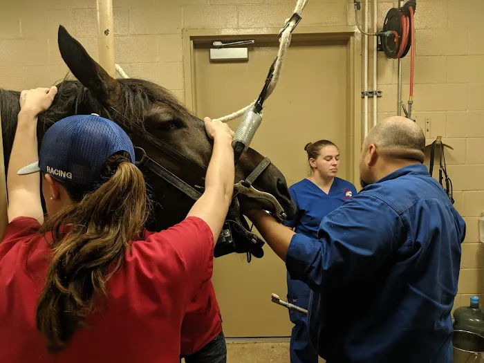 Texas Equine Hospital 4