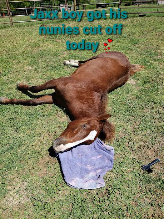 Texas Equine Hospital 8