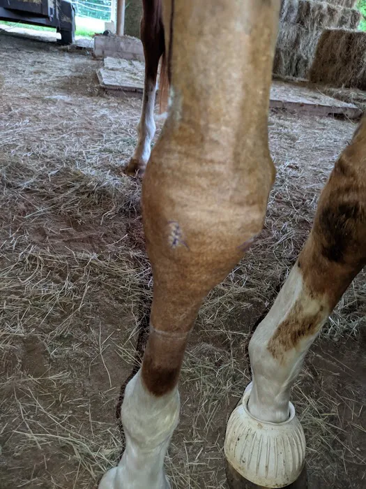 Texas Equine Hospital 9
