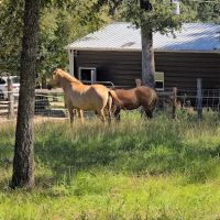 Texas Equine Hospital ico
