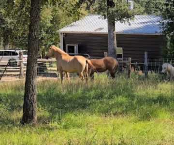 Texas Equine Hospital
