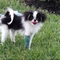 Kurten Veterinary Services ico