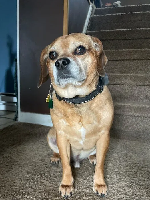 Rocky Point Animal Hospital 7