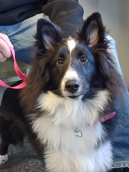 Rocky Point Animal Hospital 5