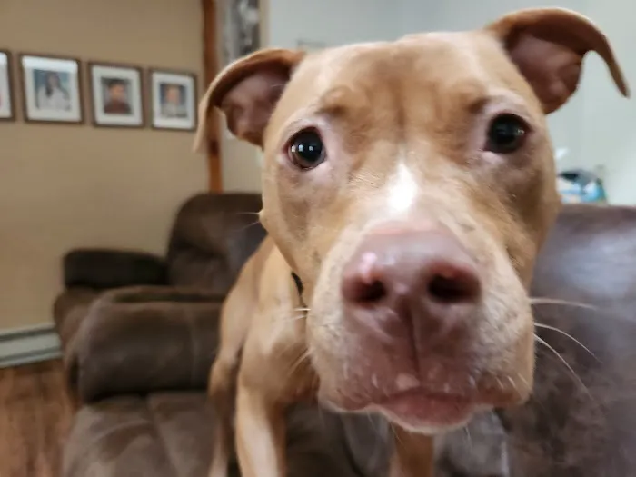 Rocky Point Animal Hospital 2