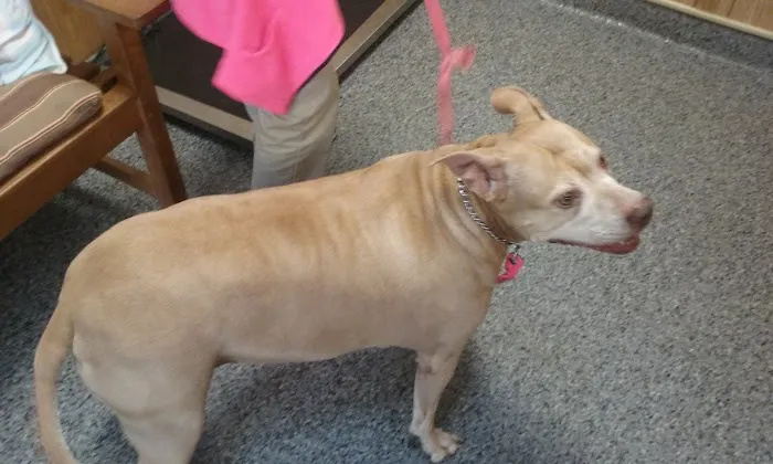 Rocky Point Animal Hospital 8