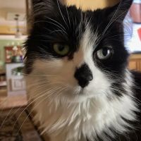 Rocky Point Animal Hospital ico
