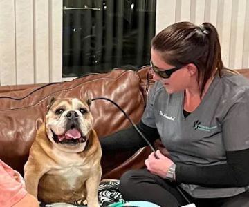 On Point Mobile Acupuncture Veterinary Services