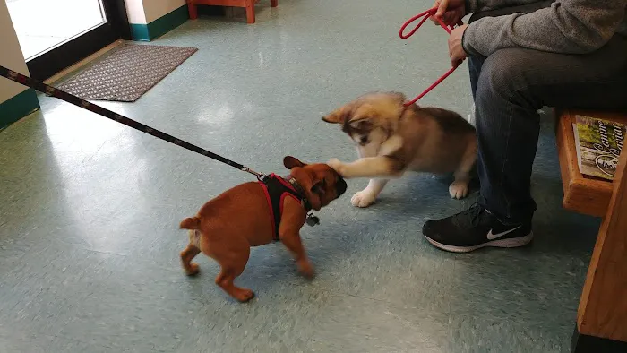 Integrative Veterinary Therapies, P.C. 9