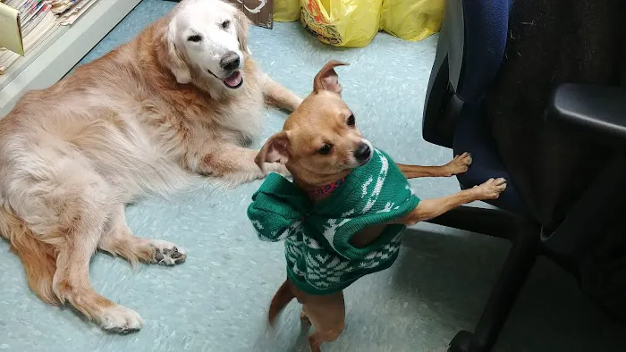 Integrative Veterinary Therapies, P.C. 2