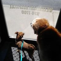 Integrative Veterinary Therapies, P.C. ico