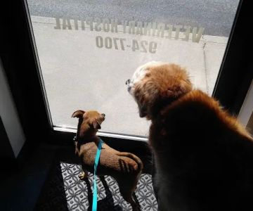 Integrative Veterinary Therapies, P.C.