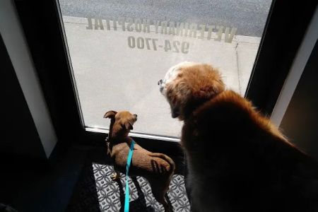 Integrative Veterinary Therapies, P.C.