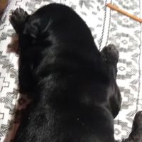 Taylor Animal Clinic ico
