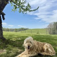 Saltville Animal Clinic ico