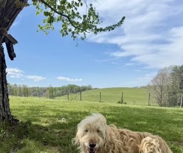 Saltville Animal Clinic