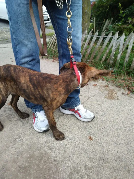 Smyth County Animal Hospital 12
