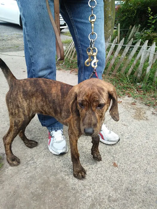 Smyth County Animal Hospital 12