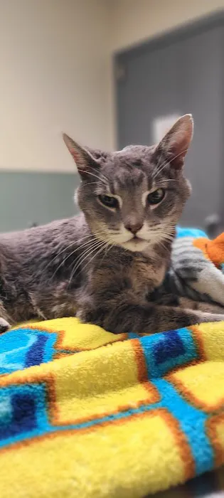 Smyth County Animal Hospital 12